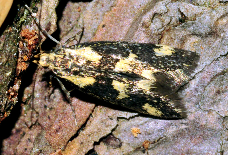 Denisia similella - Oecophoridae